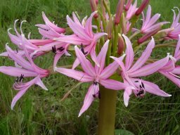 Brunsvigia radulosa lowest flowers first